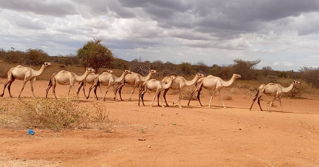 Groups of camels walking in a dry, shrubby landscape.